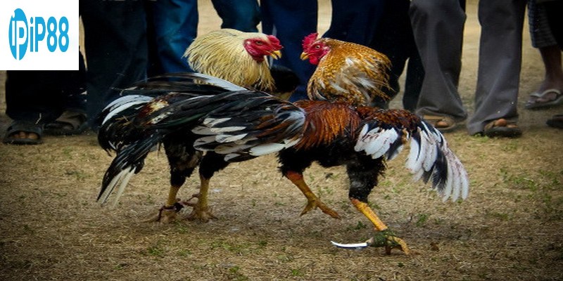 Đánh giá các ưu điểm nổi trội của sảnh chọi kê