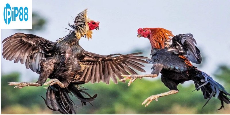 Top 3 hình thức đá gà phổ biến nhất